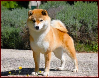 TOSHIKO